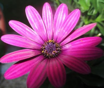 Free Images : blossom, leaf, purple, petal, bloom, botany, pink, flora ...