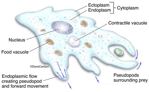 Amoeba Anatomy | Carlson Stock Art