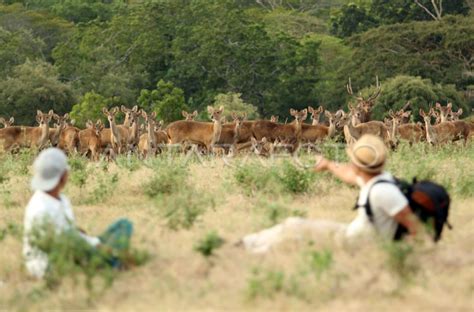 POPULASI RUSA TIMOR | ANTARA Foto