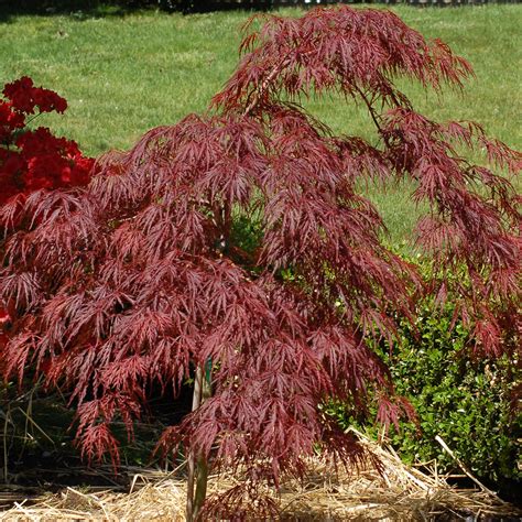 Red Dragon Dwarf Weeping Japanese Maple