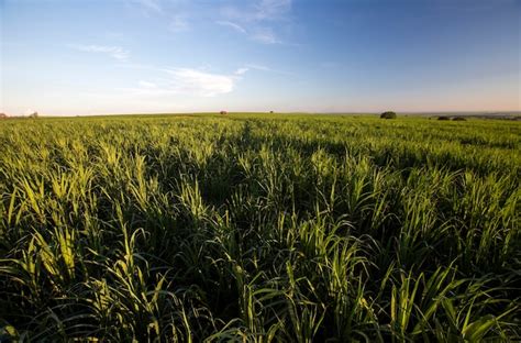 Premium Photo | Sugarcane field at sunset