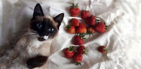 Can Cats Eat Strawberries? | Pet Better with Pet Circle