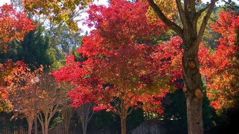 Photos: See the fall colors across North Georgia | 11alive.com