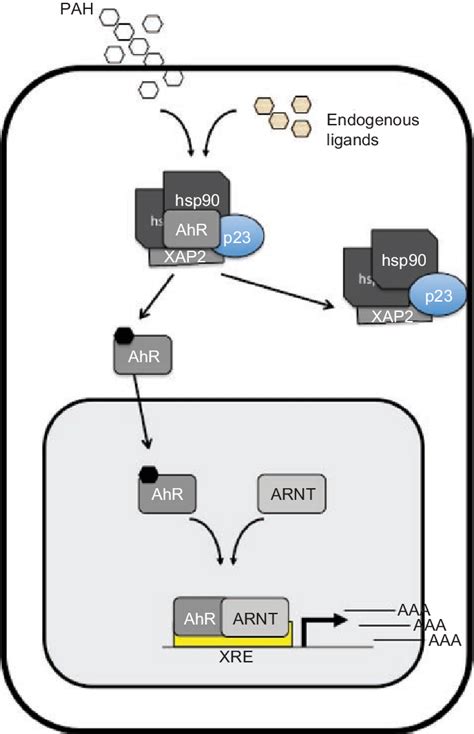 Activation of gene expression by the AhR. This cartoon depicts the ...