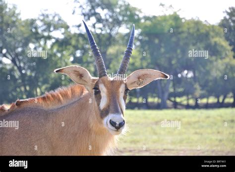 Bluebuck High Resolution Stock Photography and Images - Alamy