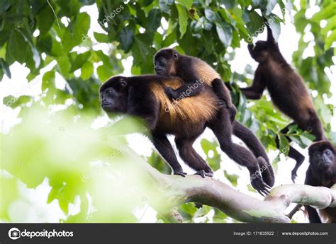 Howler Monkeys in Costa Rica Stock Photo by ©wollertz 171835922