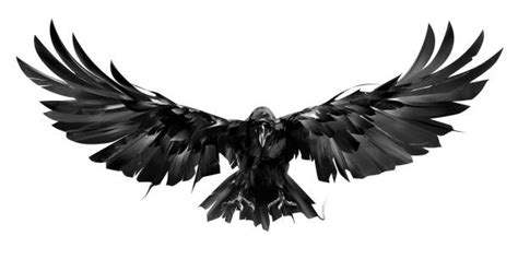 Raven Bird Illustrations, Royalty-Free Vector Graphics & Clip Art - iStock