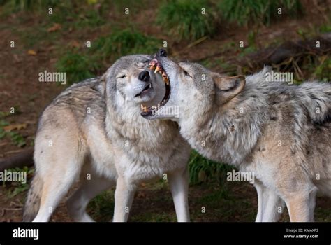 Timber wolves or grey wolf (Canis lupus) playing with each other in autumn in Canada Stock Photo ...