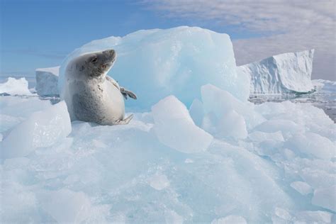 Enjoy Luxury Antarctica Cruises | Silversea