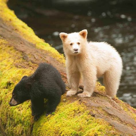 Kermode bear, Spirit bear (Ursus americanus kermodei) | DinoAnimals.com