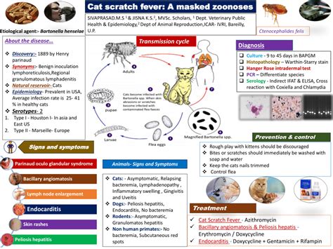 (PDF) Cat scratch fever: A masked zoonoses