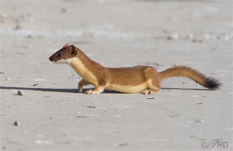 Long-tailed Weasel, summer molt « Feathered Photography