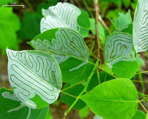 DNA Barcoding: Tracing Leaf Miners