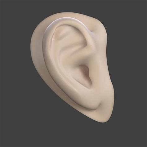 3D model realistic human ear made in blender cycles VR / AR / low-poly OBJ BLEND DAE MTL X3D PLY