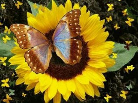 Sunflower and butterfly | Sunflowers nd Butterflies!!! | Pinterest
