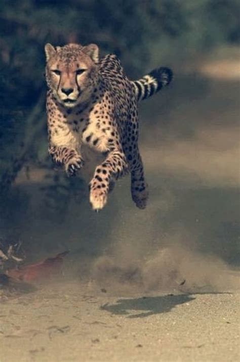 Jump, jaguar, running, HD phone wallpaper | Peakpx