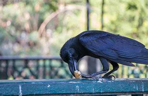 Royalty Free Eating Crow Pictures, Images and Stock Photos - iStock