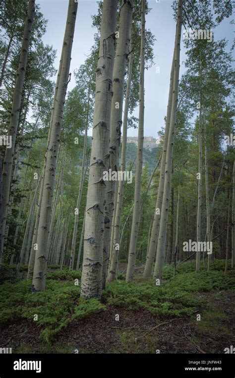 Aspen trees in Colorado Stock Photo - Alamy