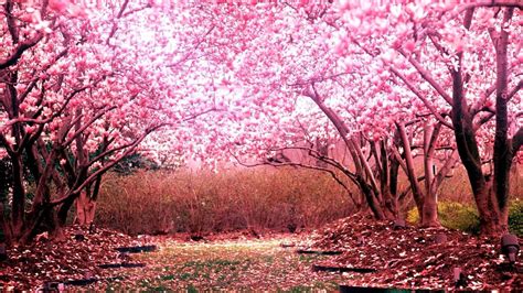 Chinese Cherry Blossom Wallpapers - Top Free Chinese Cherry Blossom ...