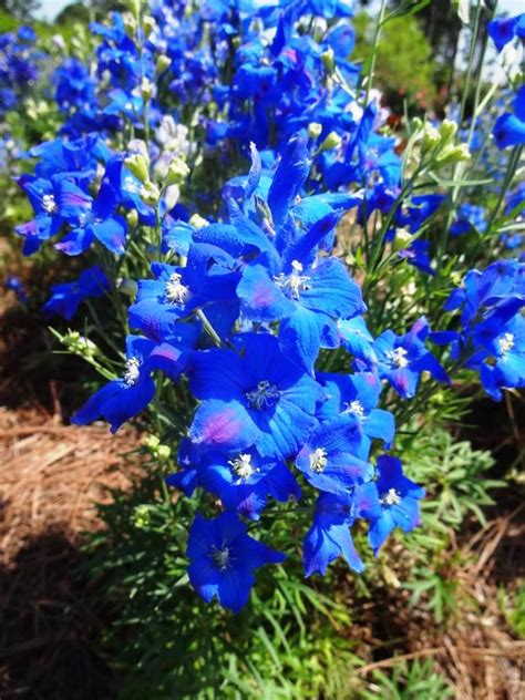 Diamonds Blue delphiniums sparkle in the cool-season garden - LSU AgCenter