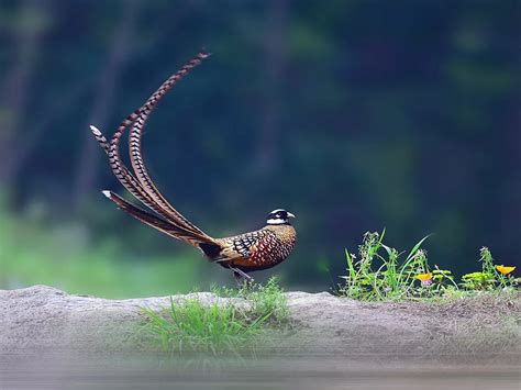 Interesting facts about Reeves’s pheasant. - Love Wild Animals