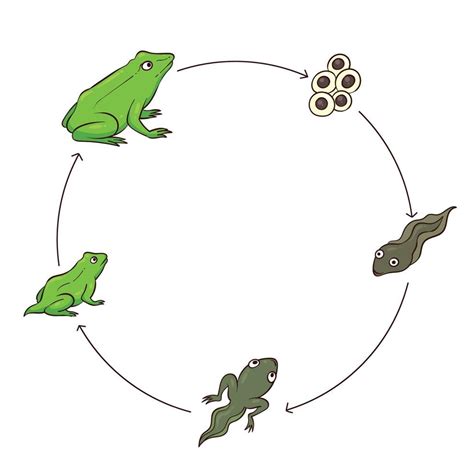 frog metamorphosis vector illustration 1 9830962 Vector Art at Vecteezy