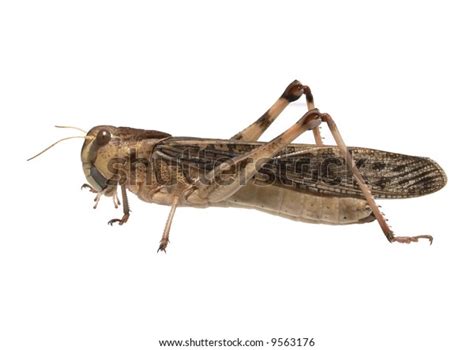 Migratory Locust Locusta Migratoria Isolated Stock Photo (Edit Now) 9563176