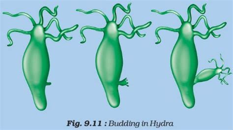 Reproduction - Human Reproductive System