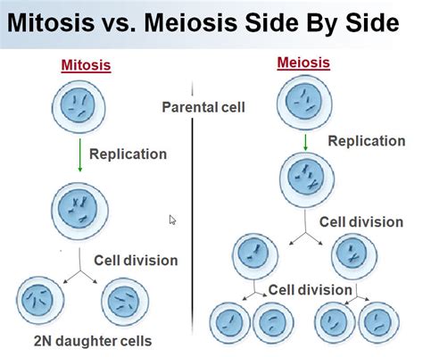 Genetics - Mitosis and Meiosis