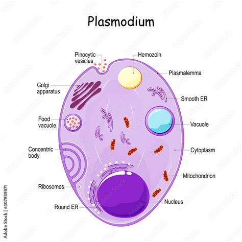 Plasmodium anatomy. Structure of unicellular parasite. malaria Stock ...