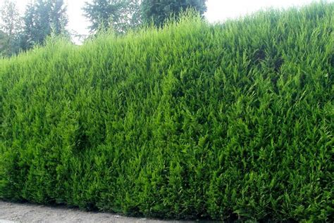 Green Leylandii Cupressocyparis Leylandii Hedging Trees 3ft+, Pack of 5 ...