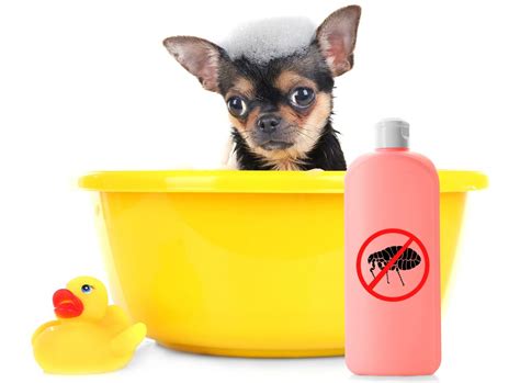 Best Flea Shampoo For Dogs - Top 5 Picks! (2023) - We Love Doodles