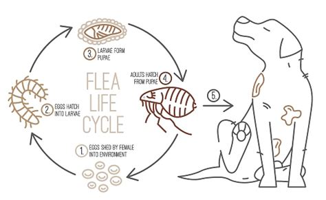 Flea Life Cycle Four Stages Vector Illustration Stock Illustration - Download Image Now ...