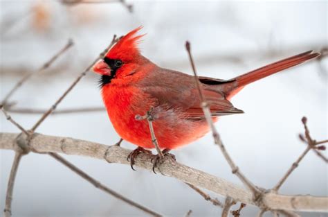 baby cardinal birds facts - Donnie Acker