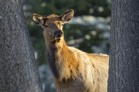 Yellowstone Natural History: Elk - Yellowstone Insider