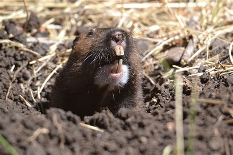 Camas Pocket Gopher — Bryan Ribelin