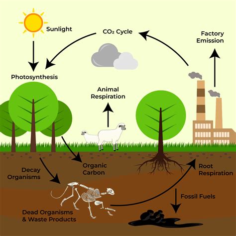 Carbon Cycle - Definition, Steps, Importance, Examples - GeeksforGeeks