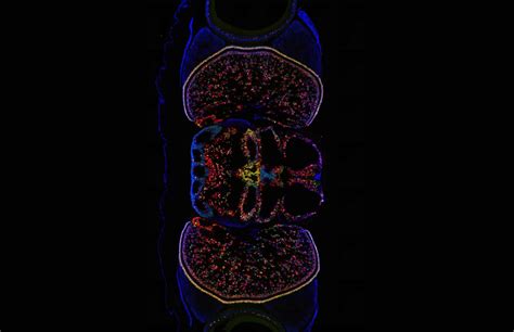 Researchers produce new map of octopus visual system | Courthouse News ...