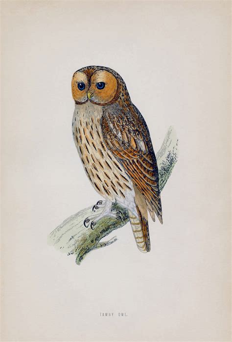 Owl vintage art vechi Poza gratuite - Public Domain Pictures