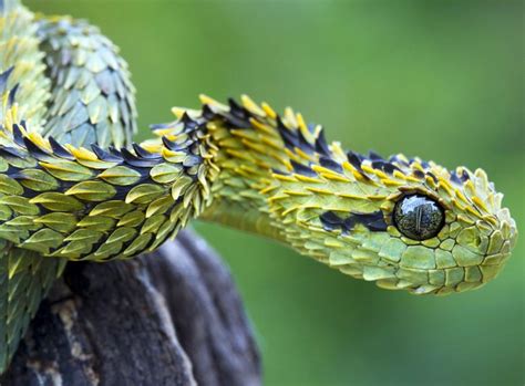 Indonesian Autumn Adder : The Most Beautiful Snake In The World?