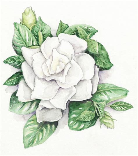 Beautiful Gardenia Flower Drawing 10+