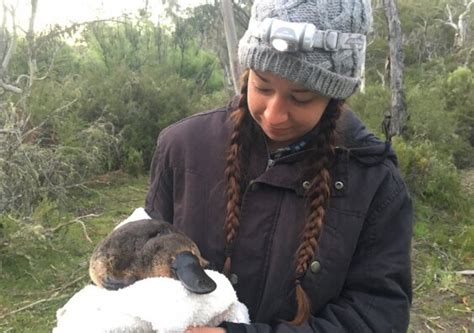 Platypus to make a comeback in Australia's oldest national park