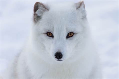 Arctic Fox Facts for Kids | Polar Foxes | Snow Fox | Artic Animals