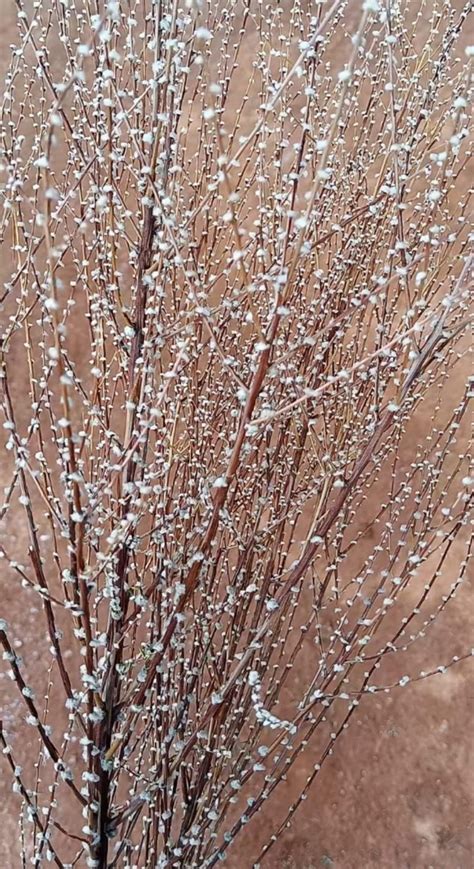 2021 New Dried Flowers/snow Willow/flower Arrangement/willow - Etsy Australia