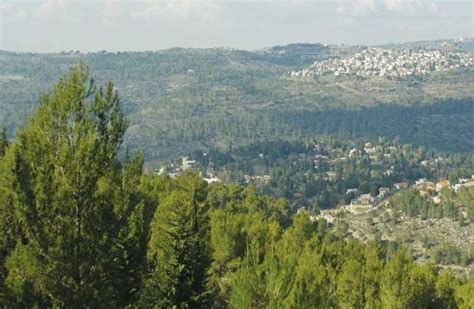 Israel’s extraordinary forests - The Jerusalem Post