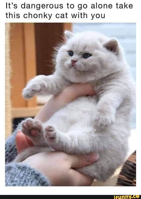 It's dangerous to go alone take this chonky cat with you - iFunny