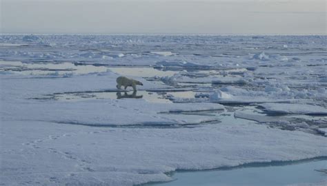 HOW THE HABITAT OF POLAR BEARS IS CHANGING | Ecography