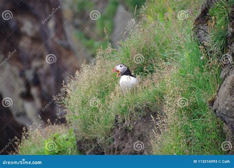 Iceland Atlantic Puffin Flight of a Cliff Stock Image - Image of ...