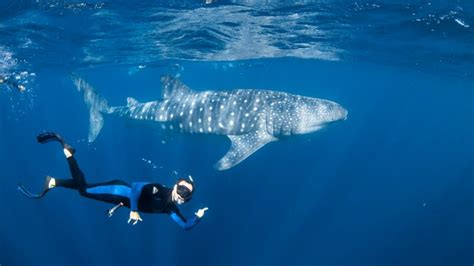 Swim with Whale Sharks, Full Day Snorkel Tour - Ningaloo Reef - Adrenaline