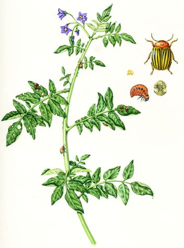 Colorado potato beetle life cycle with plant by Lizzie Harper illustrator 2 - Lizzie Harper